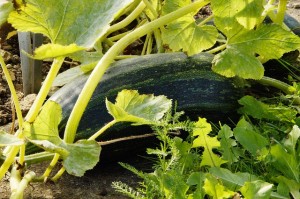 zucchini-190775_640